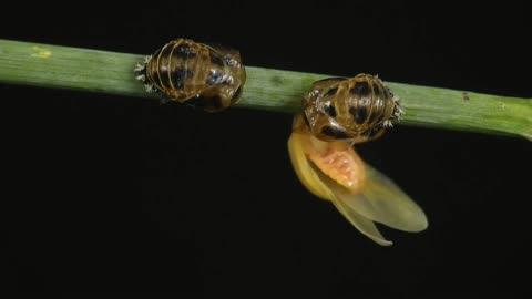 Time Lapse of Ladybug - Animal Eduacation - Life Cycle 9