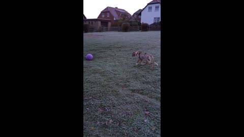 Puppy discorvers ball adorably unsure what to do with it