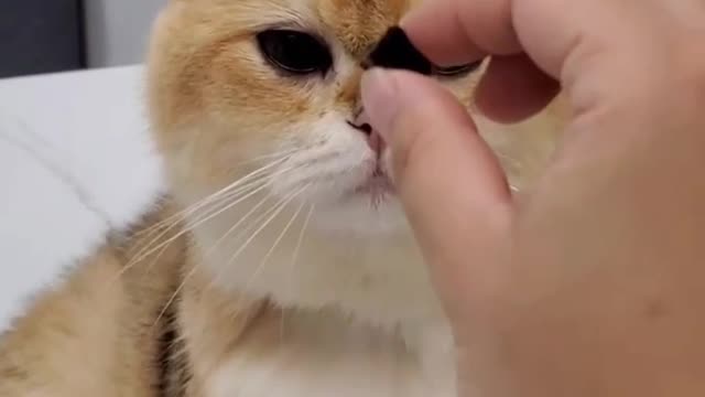 Cat funny videos