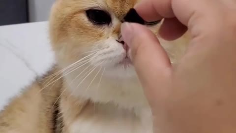 Cat funny videos