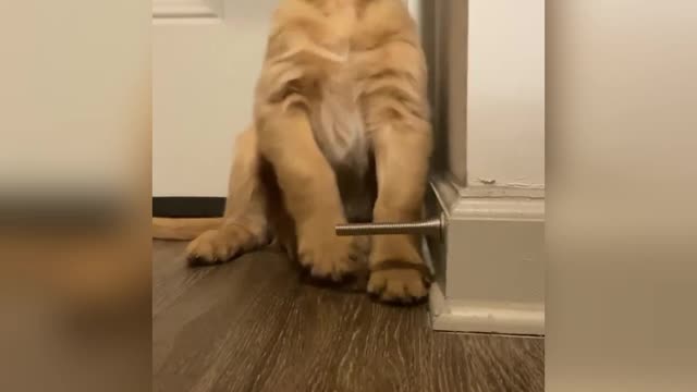 Golden puppy fascinated by doorstop.