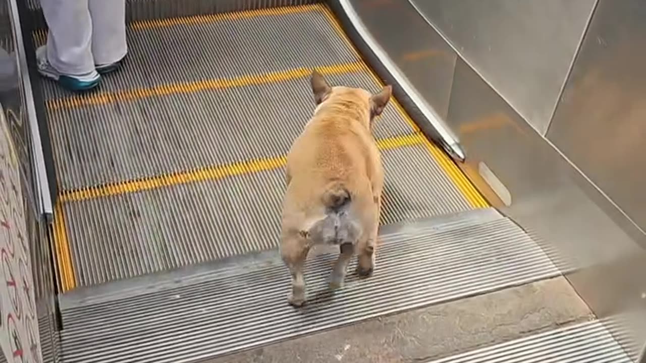 Dog Has Fun On Escalator Rides