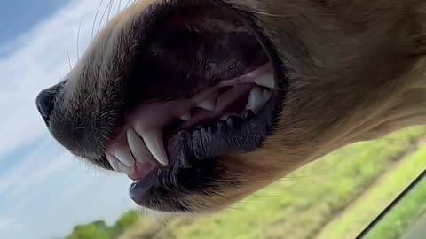 Golden Retriever Gets Face Full Of Fresh Air