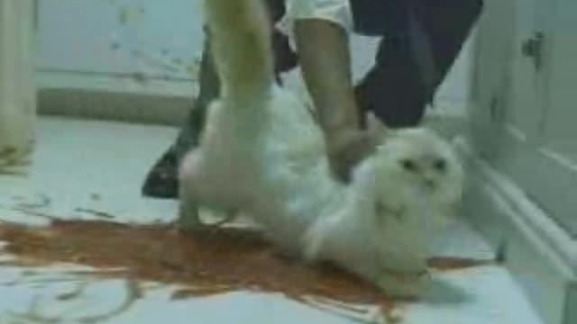 Romantic Dinner, Don't Judge Too Quickly (comedy)