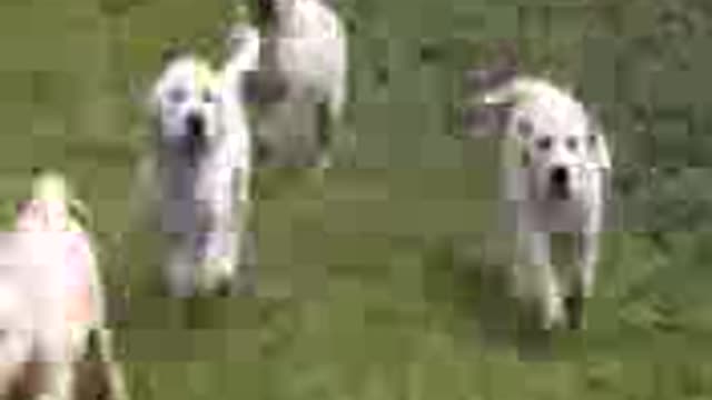 Sweet Labrador dog swimming.