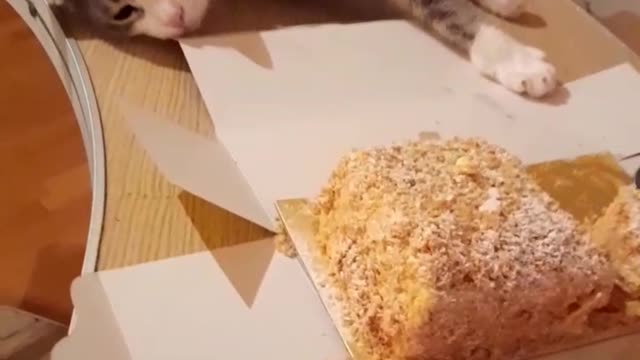 starved for a long time in the shelter