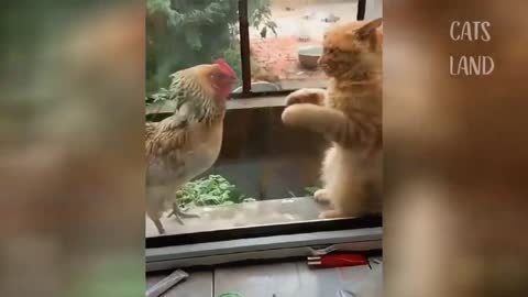 OMG So Cute Cats ♥ Best Funny Cat Videos2021