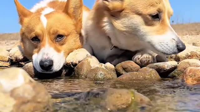 If there is a dog, life is warm.