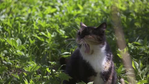 Beautiful cute cat yawn in grass in forest. Slow motion shot on high-speed camera