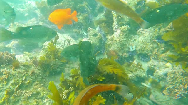 Raja Ampat underwater scenery