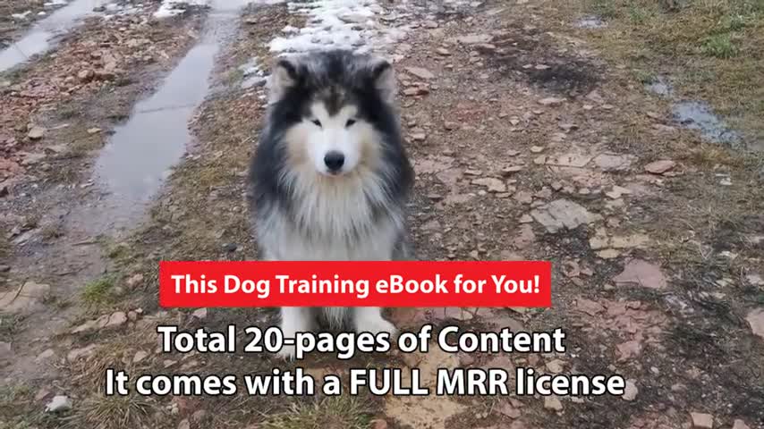 Dog Training eBook | Dog Training Tips and Tricks