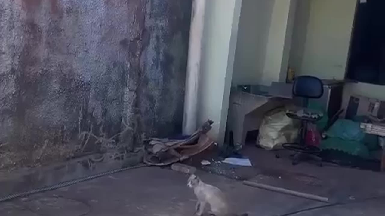 Cats Reenact Mufasa Scene