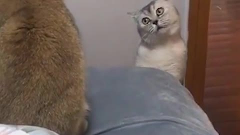 Funny cats