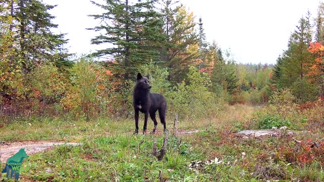 Mutant Black Wolf