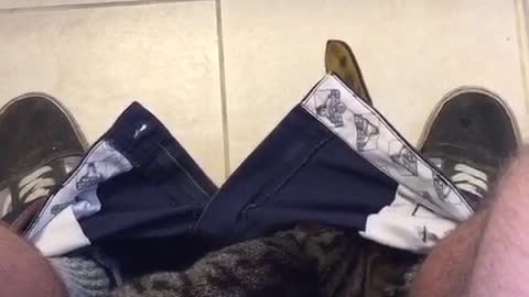 Grey cat climbs in man's pants while he's on toilet