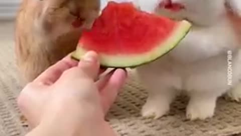 Cute Rabbit eating watermelon