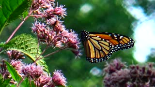 Monarch Butterfly