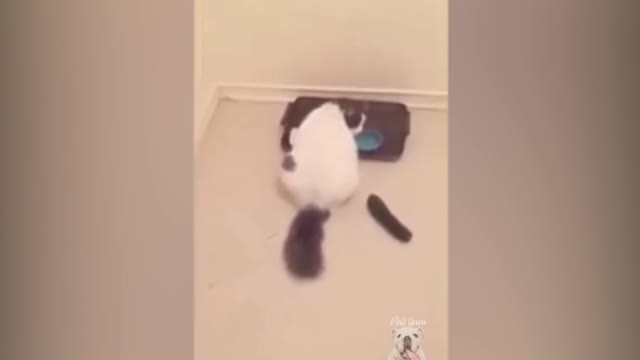 Cucumbers Scare The Life Out Of Cats Pets Town