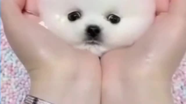 Cute cat 😂enjoy moments funny