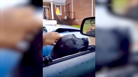 Best Funny Animal Videos 2022 😂 - Funniest Dogs And Cats Videos 😻
