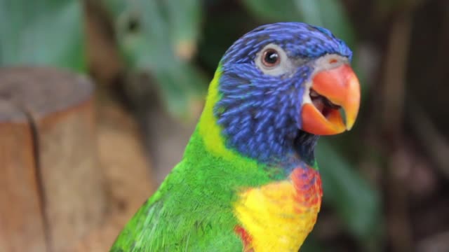 Ahh cute parrot looking for eat saying eat eat eat