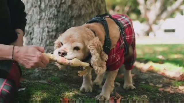 Dog is playing by seeing on the mirror cat doing funny things