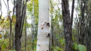 🐸🐻😀🍂Does these 2 animals in this video look great? A Short Nature Film Part 2