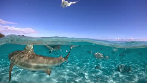 Amazing View Under Water