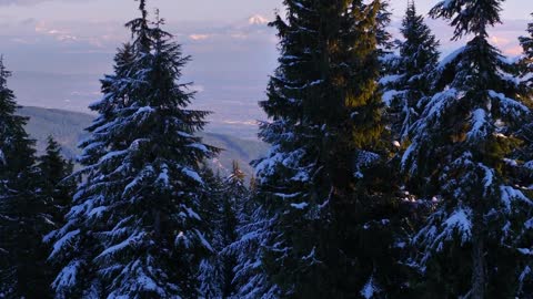 Snow covered pines in a Canadian forest