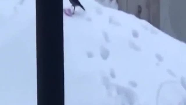 BIRD PLAYING SLIPPING