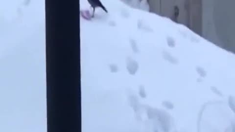 BIRD PLAYING SLIPPING