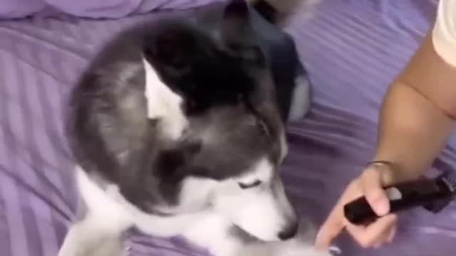 why did you do that