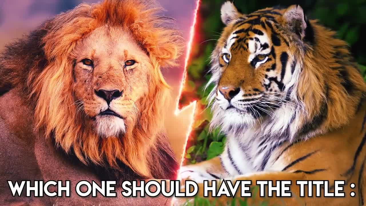 Lion VS Tiger - Who will win in a fight