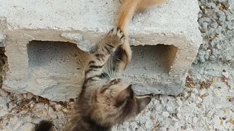 Cute kittens are playing funny.