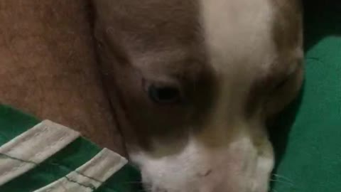 My pet playful