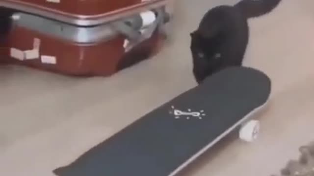 Animals Real 😹 - Best Of The 2021