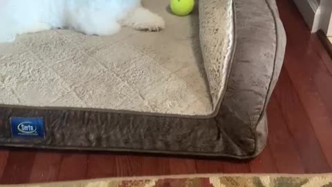 My chute belle