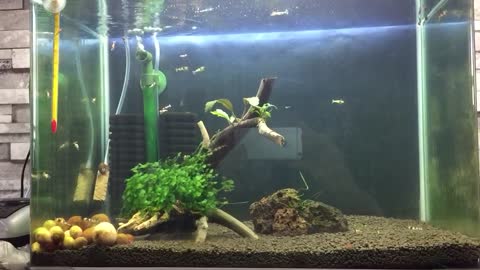 Crystal Red Shrimp