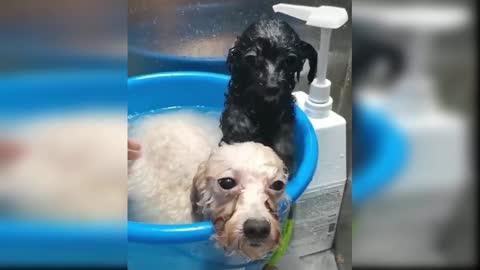 cute and funny baby dogs puppies19