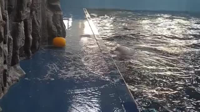 Beluga Whale Uses Hydro Blast to Retrieve Toy ViralHog .