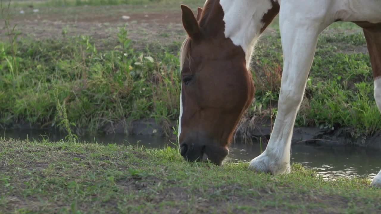 Horse walking along side stream eating