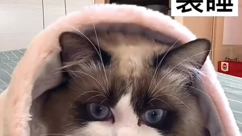 Cute And Funny Cat Video