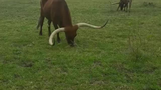 GRAZING LONGHORN