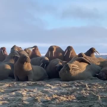 Walruses are talking