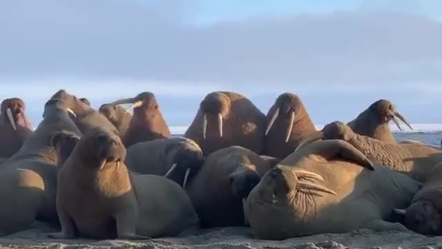 Walruses are talking