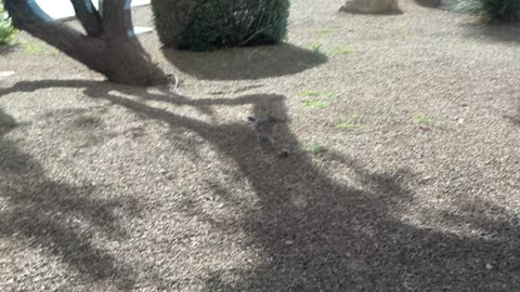 Roadrunner Brutally and Savagely Eats Another Bird