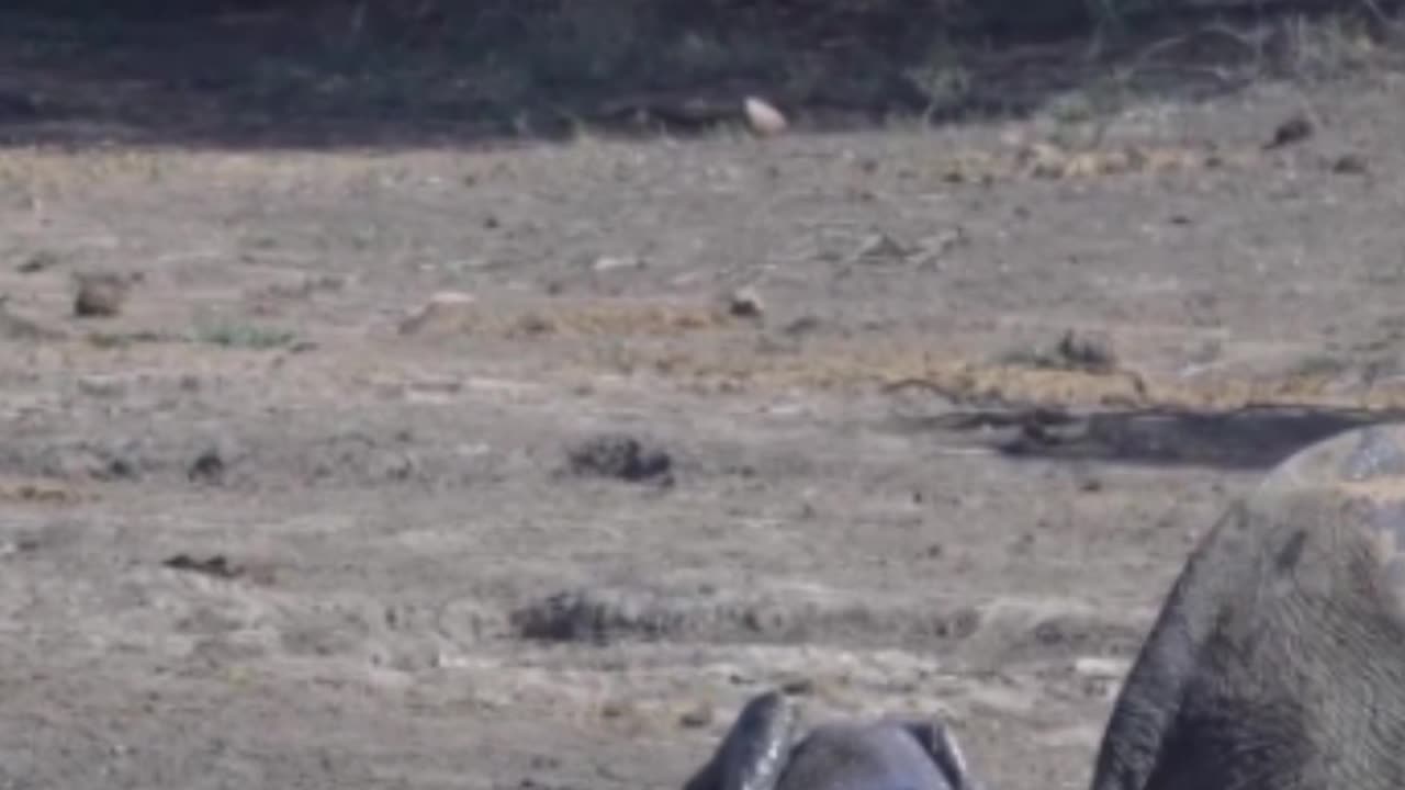 Elephant antics: the adorable giants