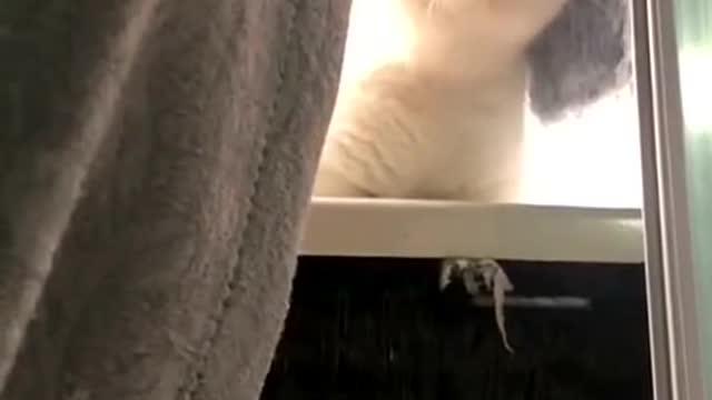 Funny moment of my cats