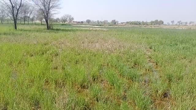 Natural Beauty of Fields, Beautiful Village