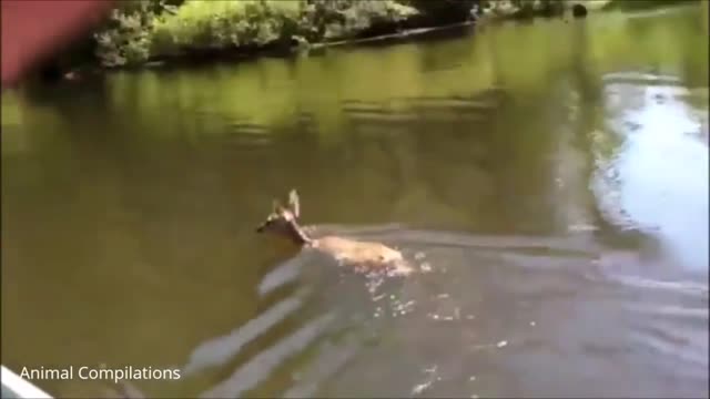 Deer bathing in the river